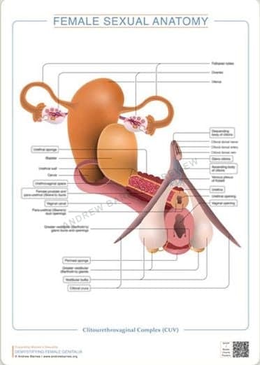 Clitourethrovaginal complex product image 1