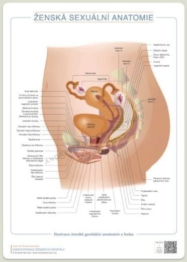 Side view of female genital anatomy, Czech edition product image 1