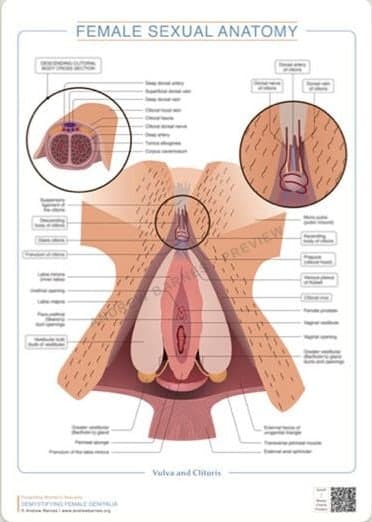 Vulva and clitoris with cross-section product image 1
