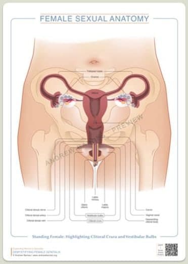 Standing figure: clitoral crura and vestibular bulbs product image 1