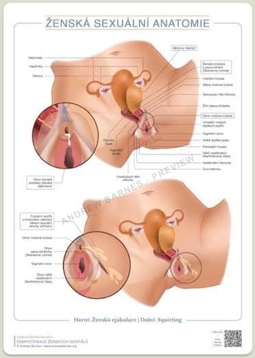 Female ejaculation and squirting anatomy, Czech edition product image 1