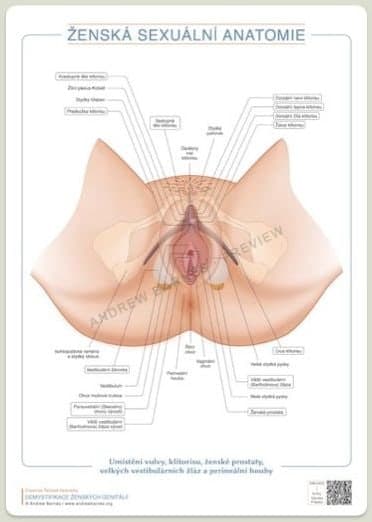 Clitoris, female prostate and perineal sponge, Czech edition product image 1