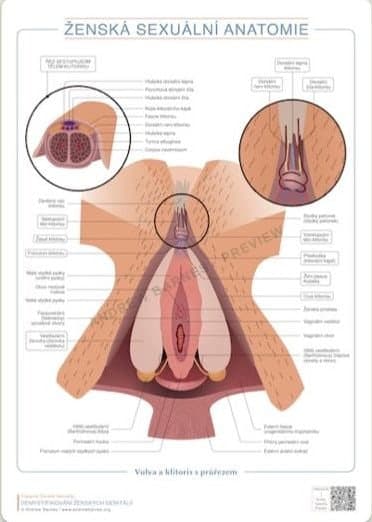 Vulva and clitoris with cross-section, Czech edition product image 1