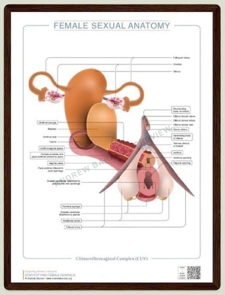 Framed clitourethrovaginal complex chart product image 1