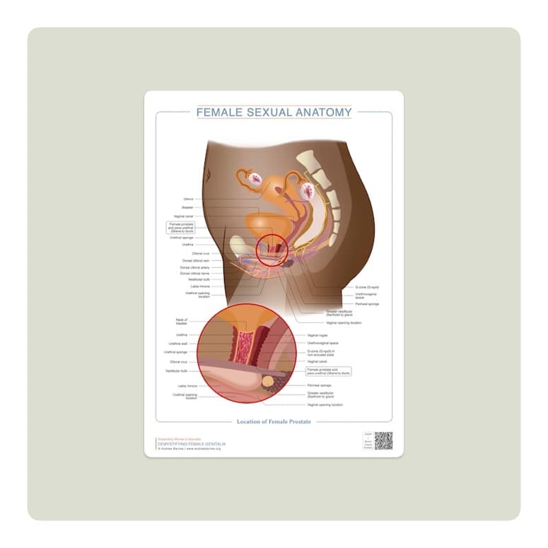 Anatomy Chart of the Location of the Female Prostate by Andrew Barnes