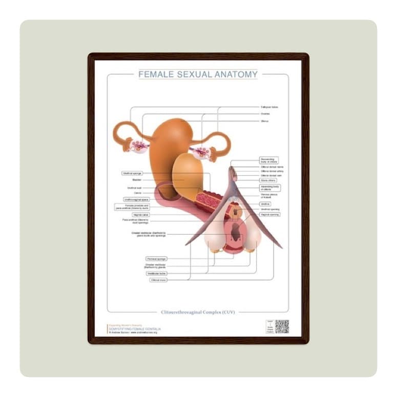 Framed clitourethrovaginal complex chart product image 1