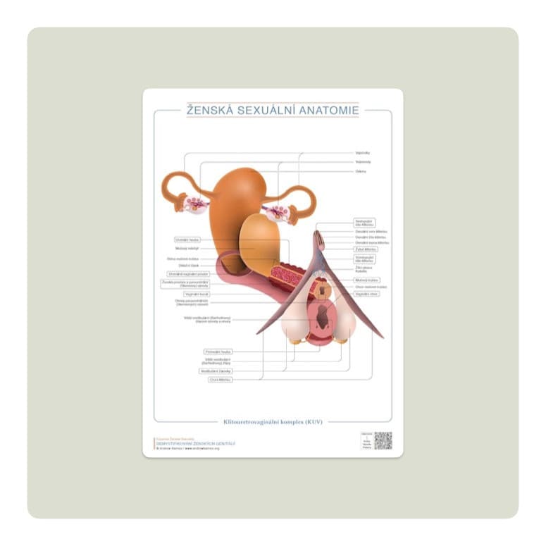 Clitourethrovaginal complex, Czech edition product image 1